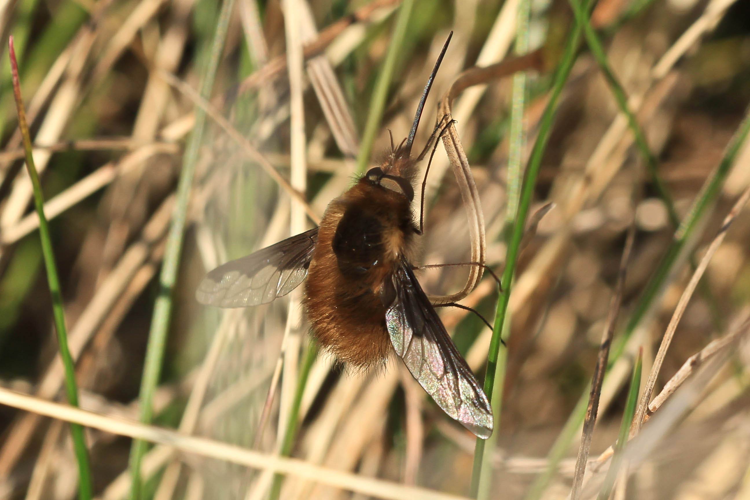 Bombyliidae: Bombylius major